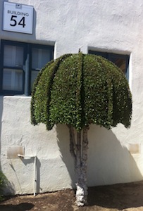 Topiary at Fox Studios - Click to enlarge Topiary at Fox Studios