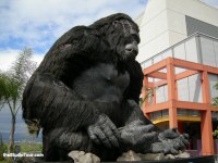 King Kong, April 2006 King Kong, April 2006