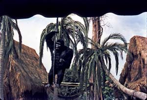 Gorilla in 1972 (photo courtesy Dalton Macdonald) Gorilla in 1972 (photo courtesy Dalton Macdonald)