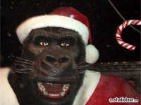 Kong at Christmas - click to enlarge Kong at Christmas