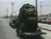 Kong head travelling in style
