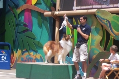 USH_Animal_Actors_Stage5