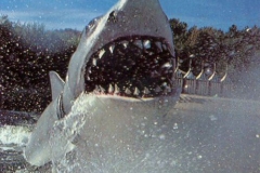 jaws17