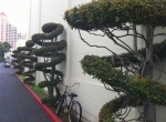 Topiary at Fox Studios