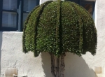 topiary6