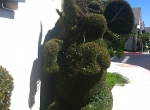 topiary7