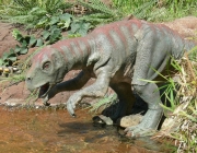 psittacosaurus