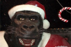 kingkong_christmas2